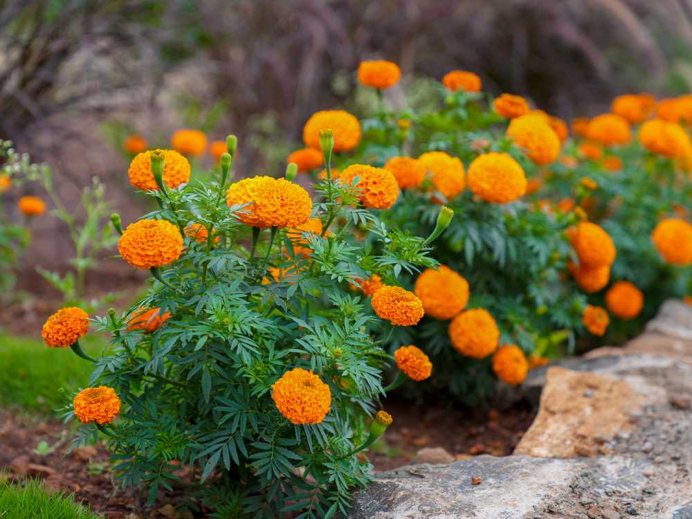 Best Resorts in Sirumalai