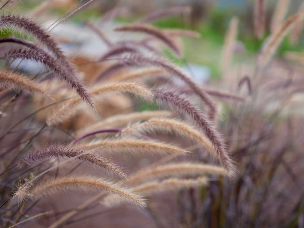 Top Resorts in Sirumalai